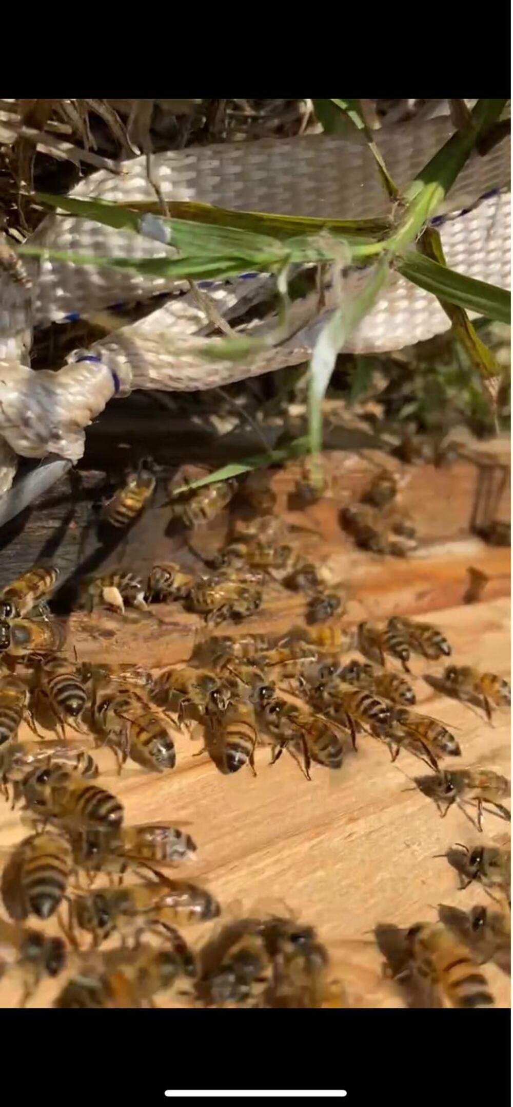 Bees at a hive entrance among grass stems