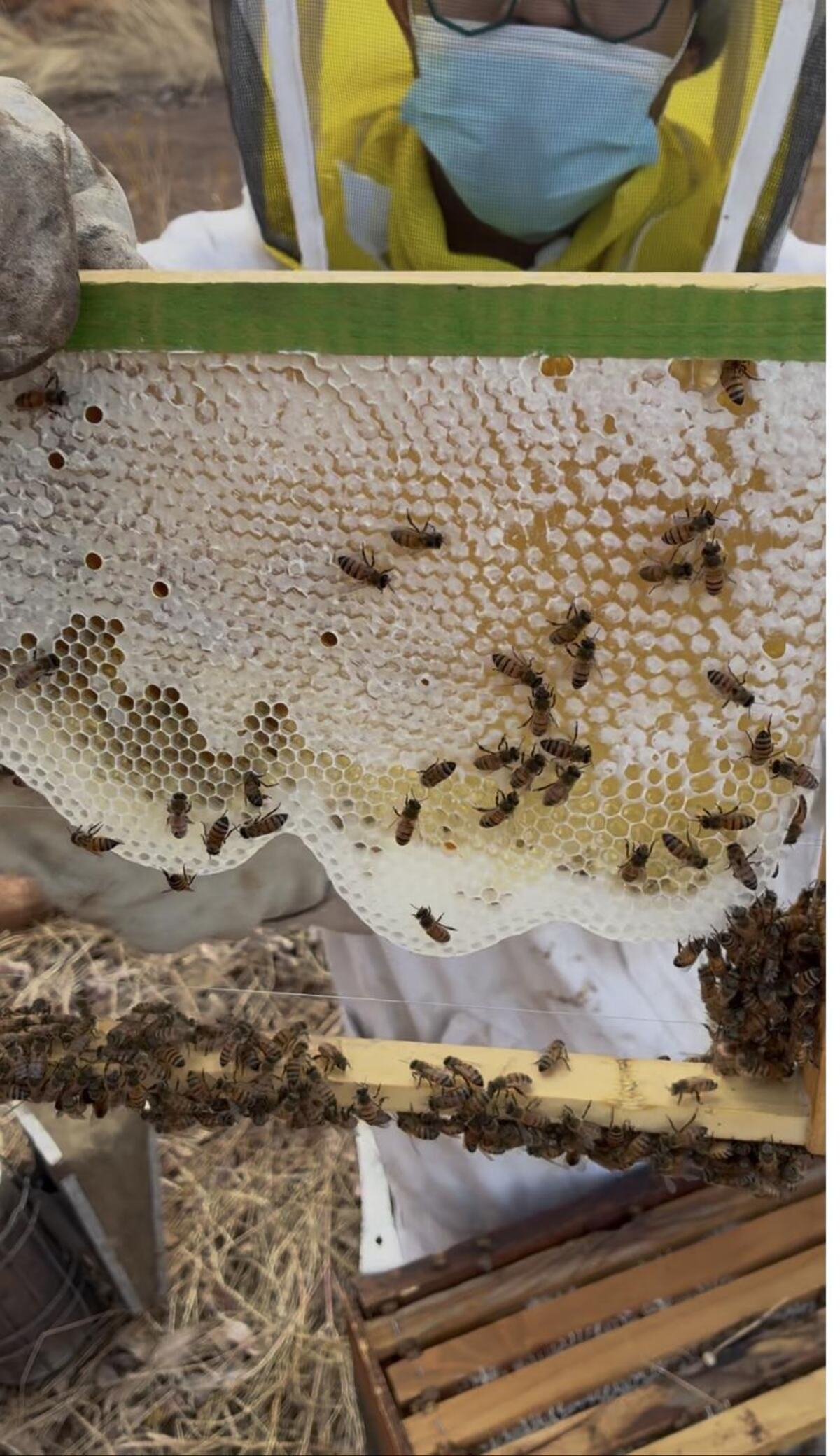 A honeycomb frame full of honey and bees, held up for inspection