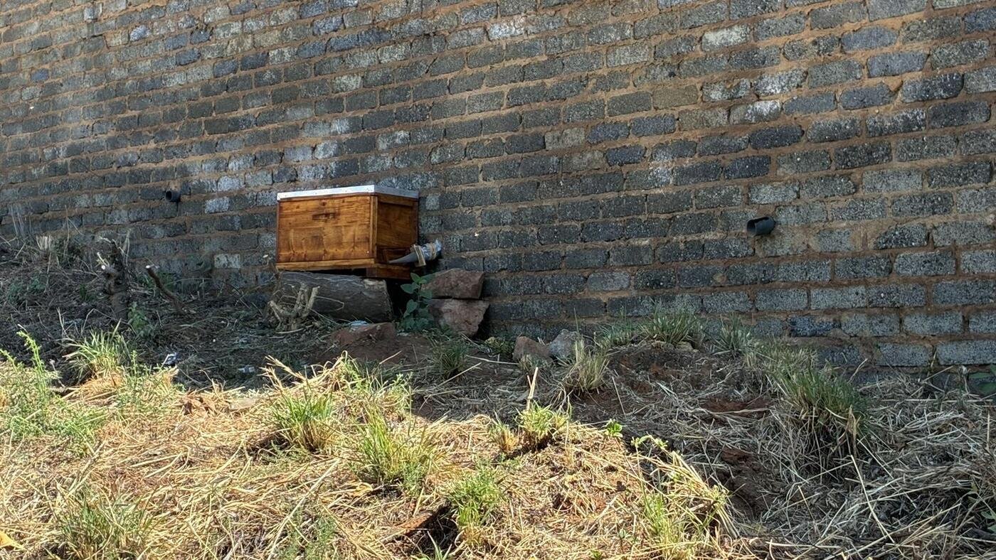 Why you shouldn’t kill bees: cover image