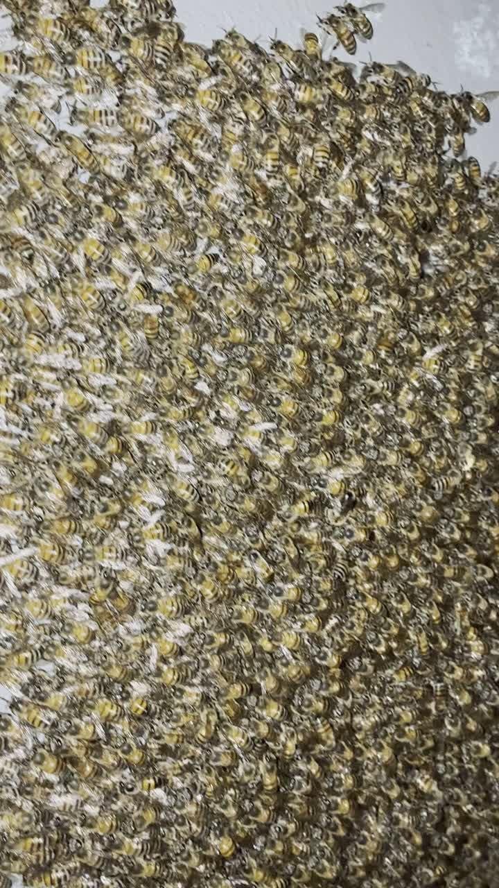 What to do when you find a swarm: cover image