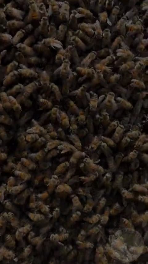 A dense swarm of honey bees filling the frame