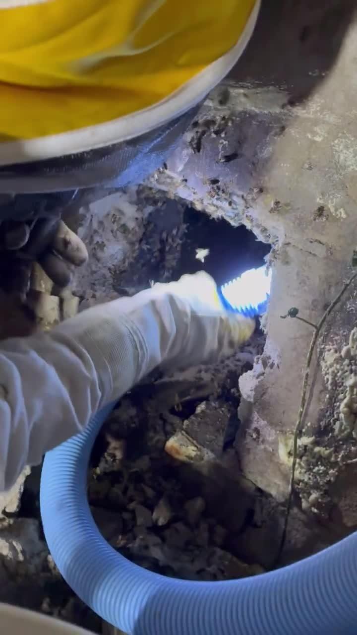 What happens during a bee removal?: cover image