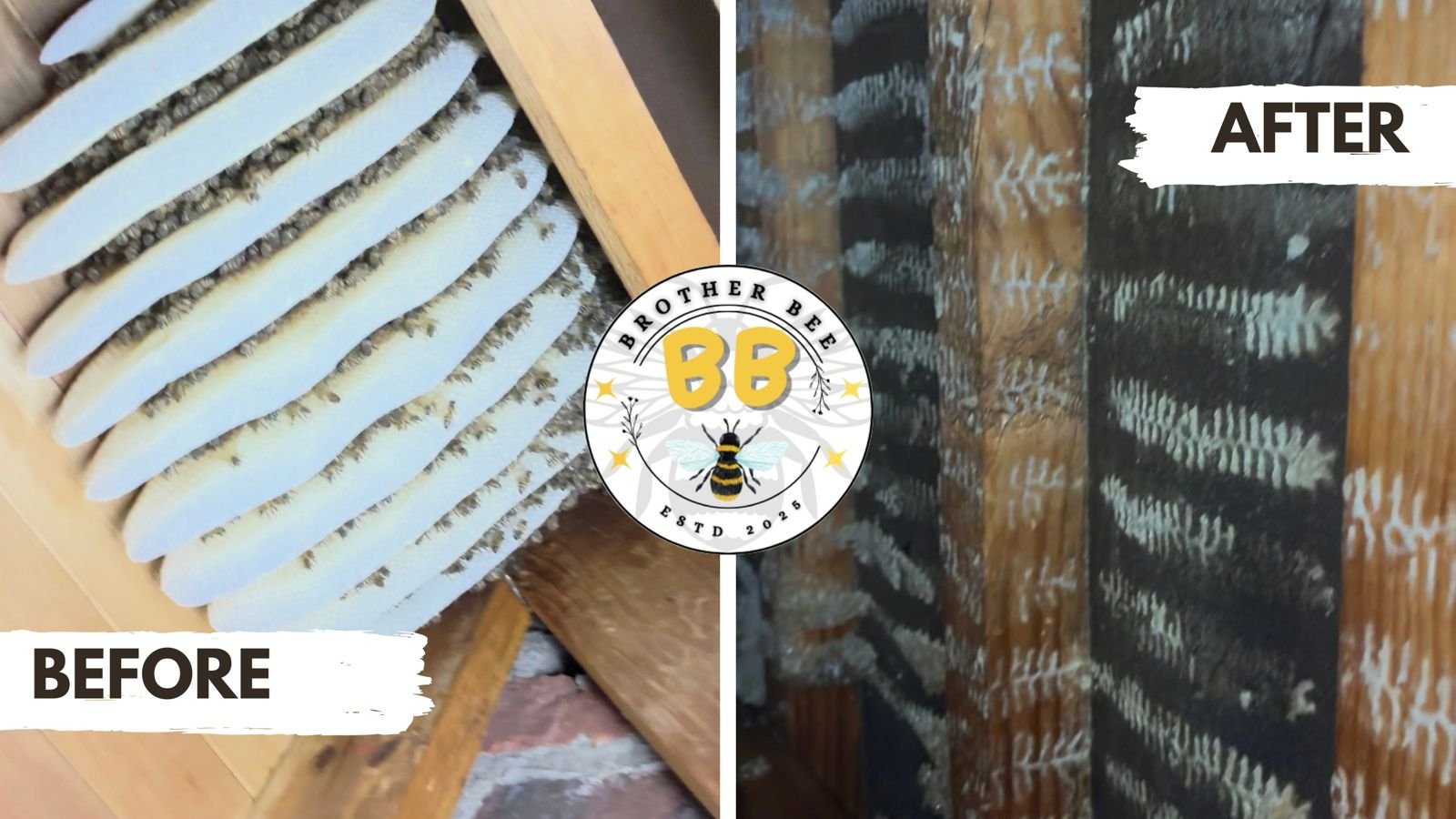 Before and after: bees and comb between roof timbers, then the same timbers after the colony was removed