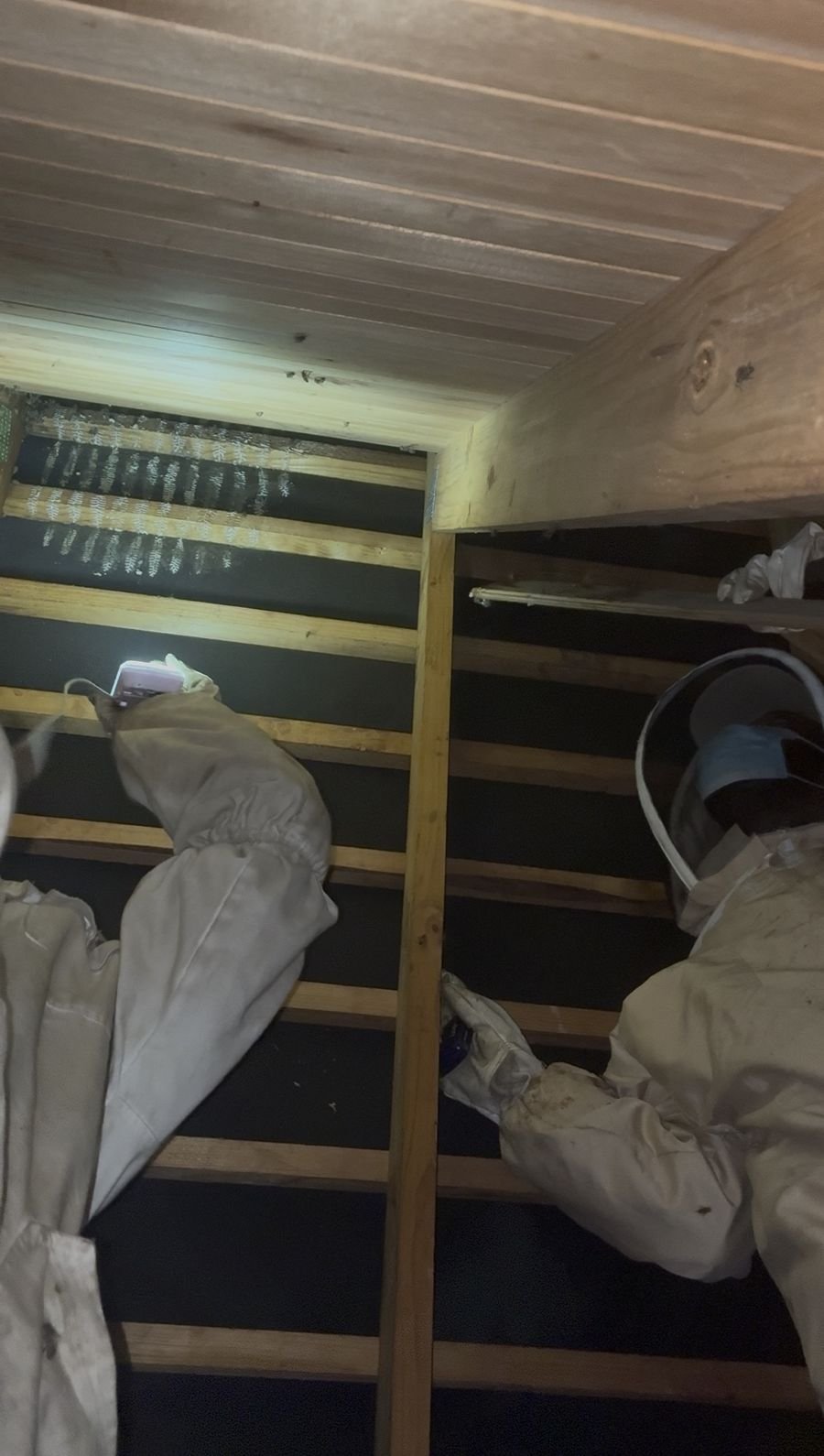 Two beekeepers in protective bee suits working inside a roof space by torchlight, with wax marks from comb visible on the timbers